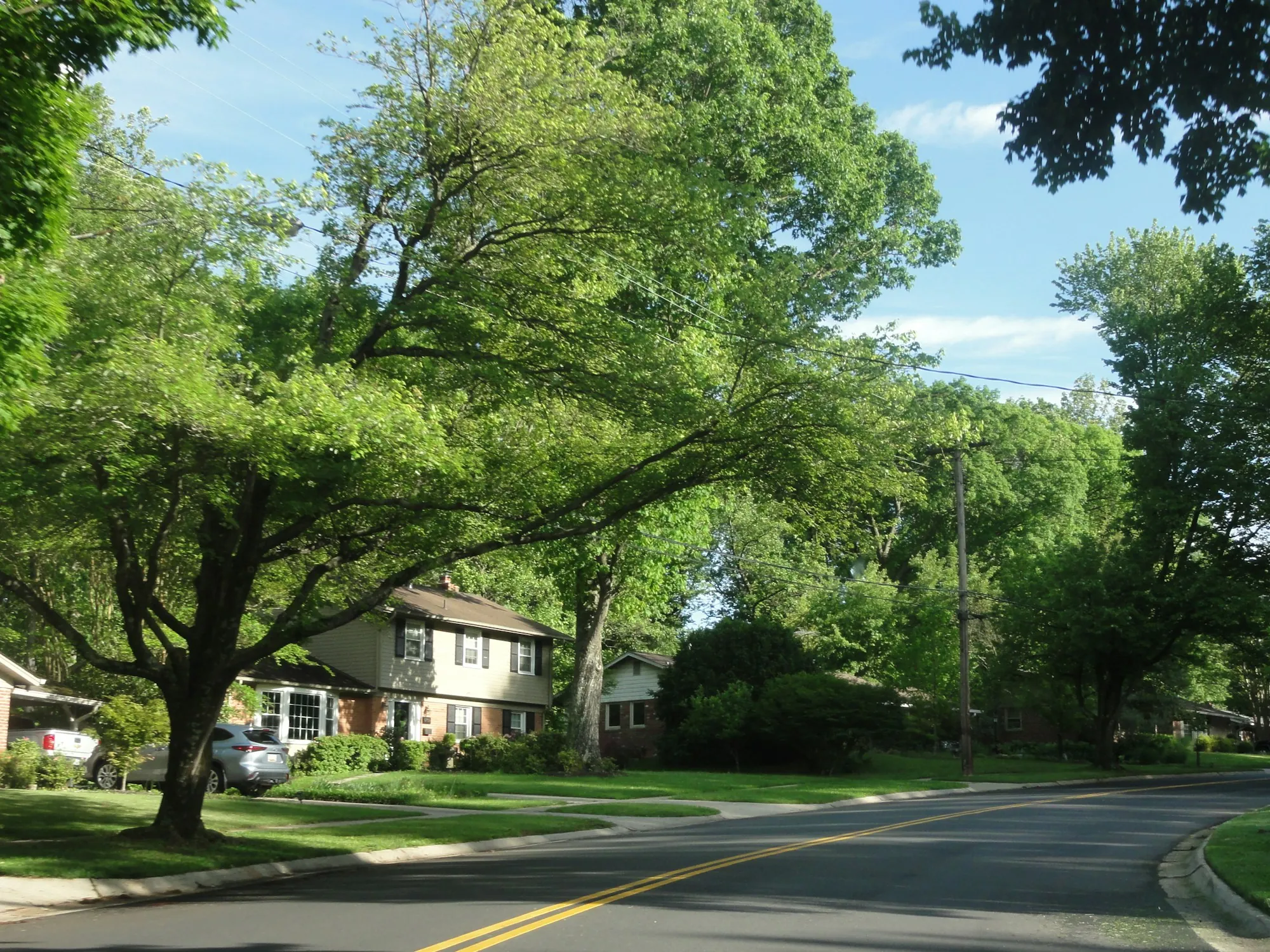 Suburban street lined with mature trees and homes